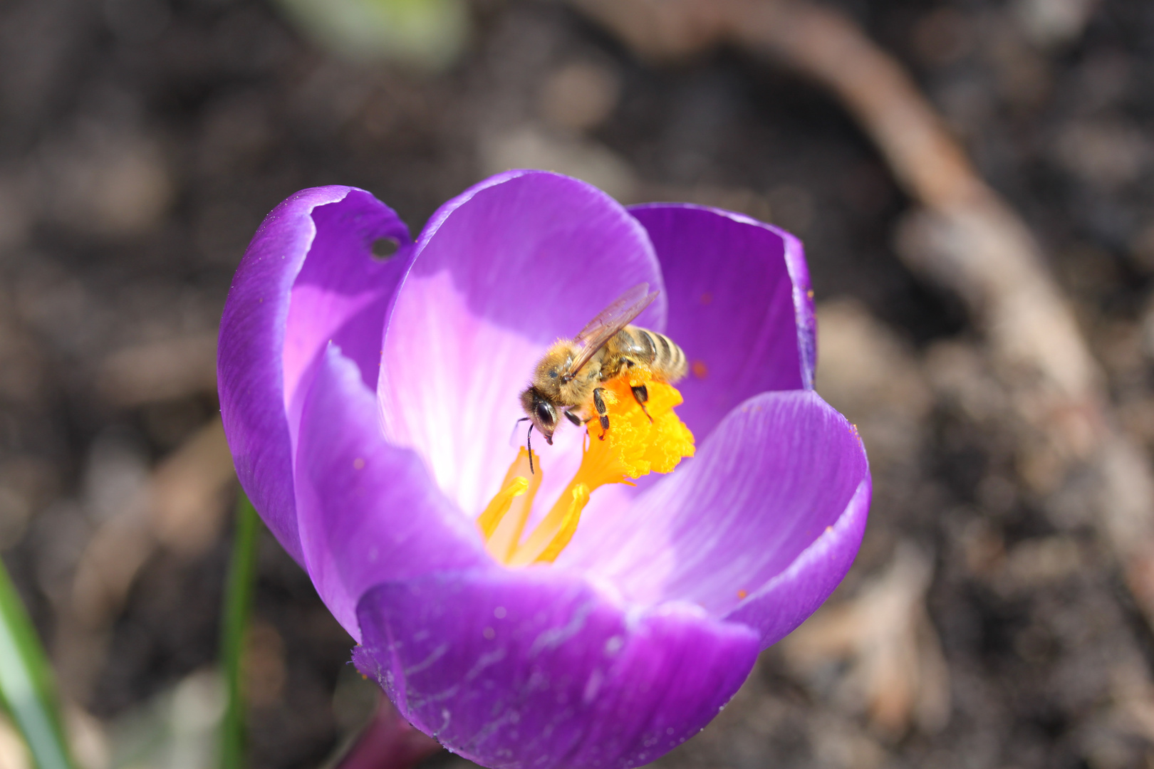 Frühling