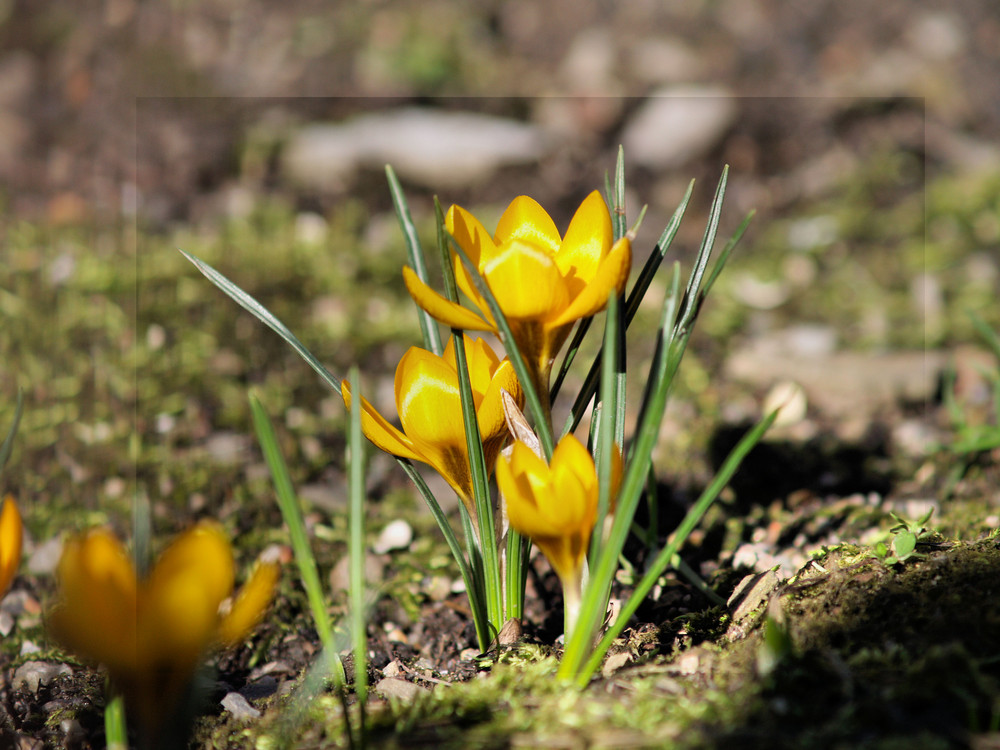 Frühling