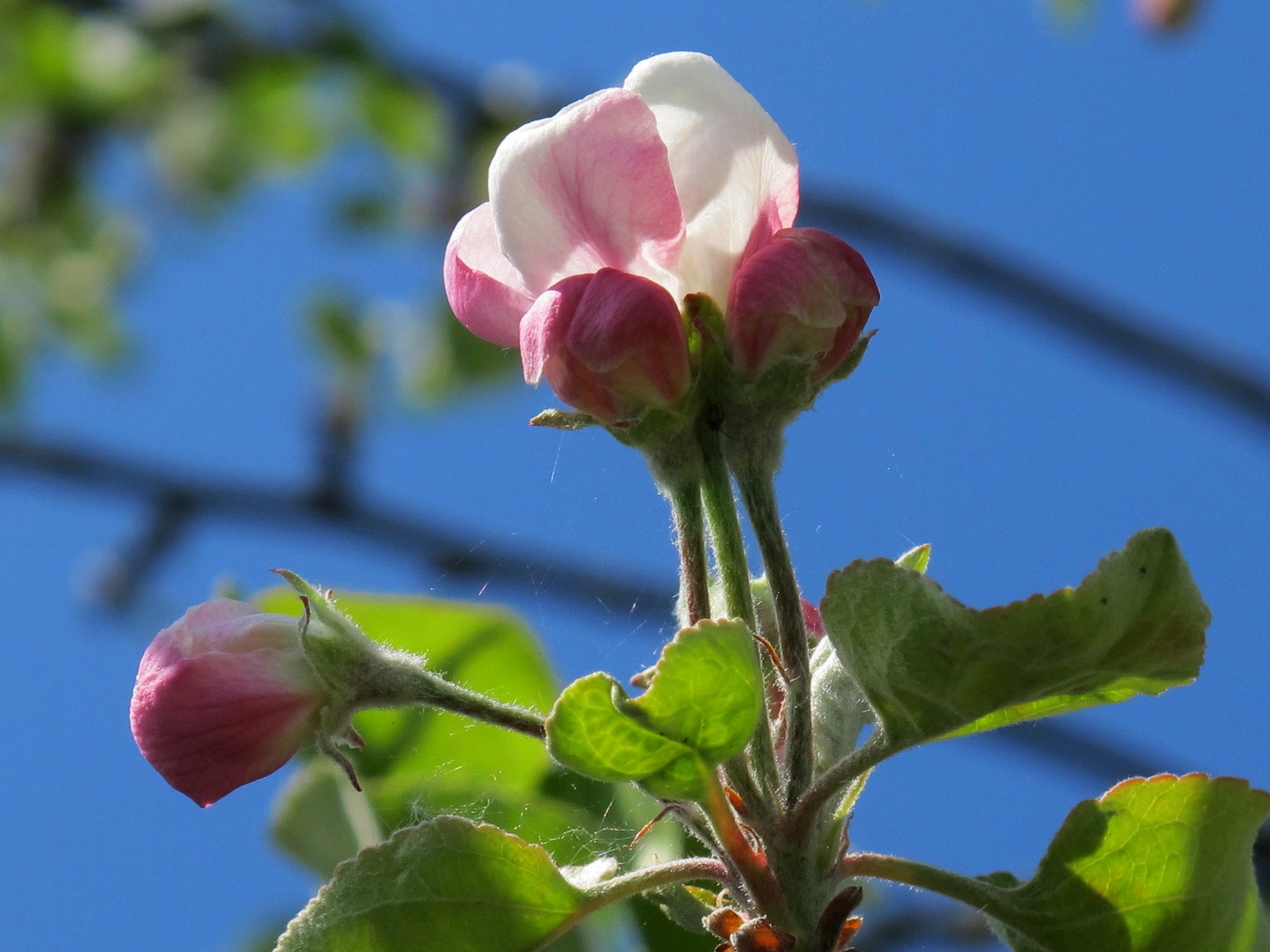 frühling