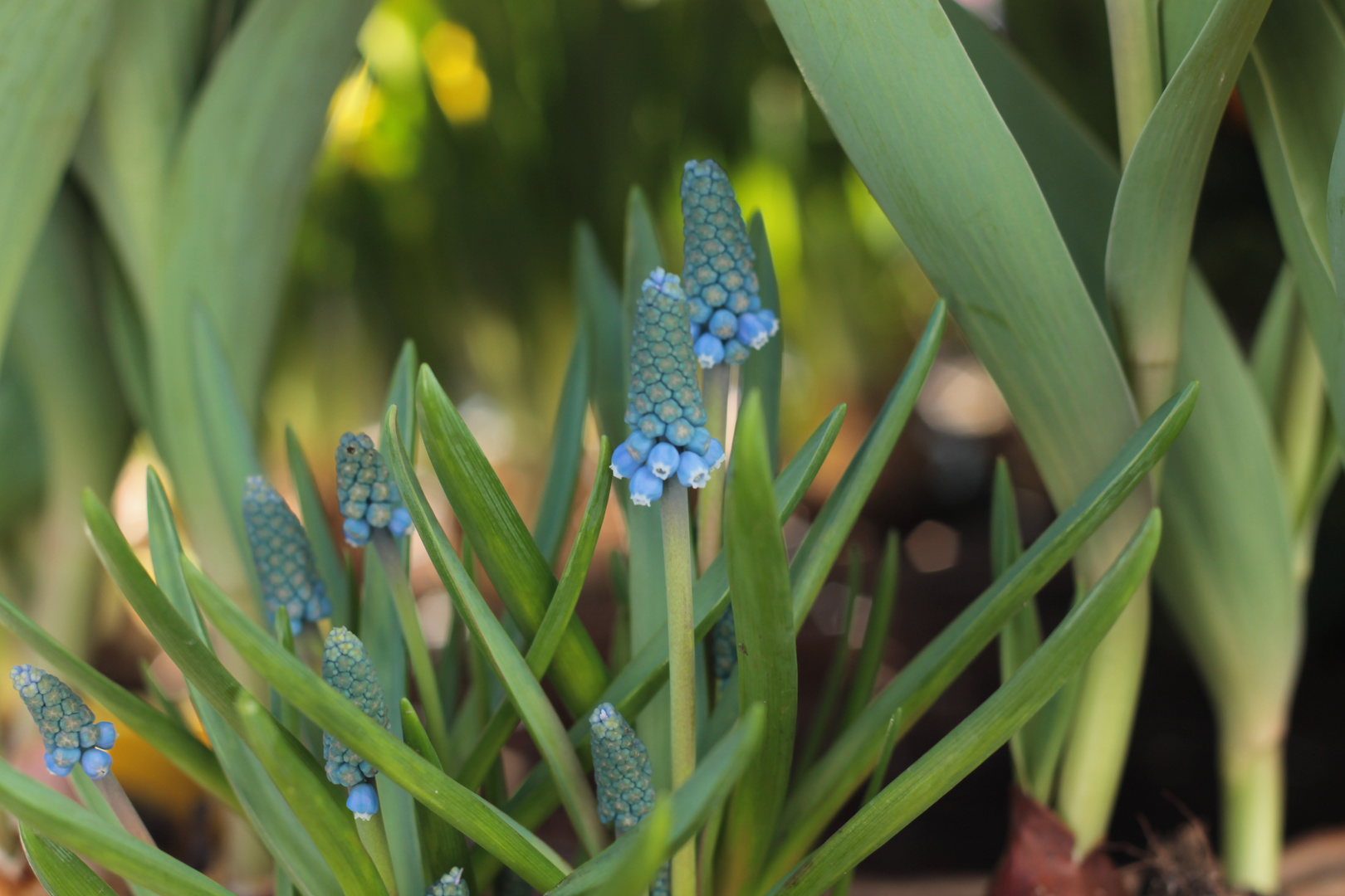 frühling