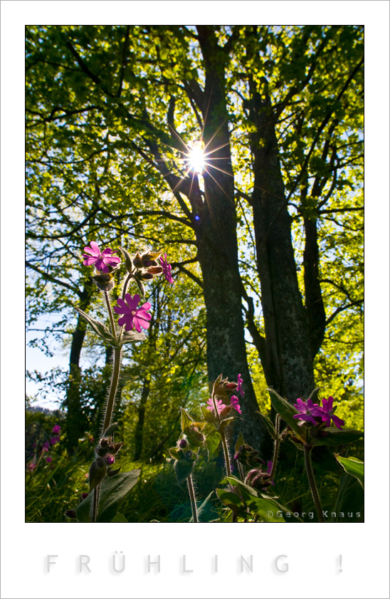 FRÜHLING !