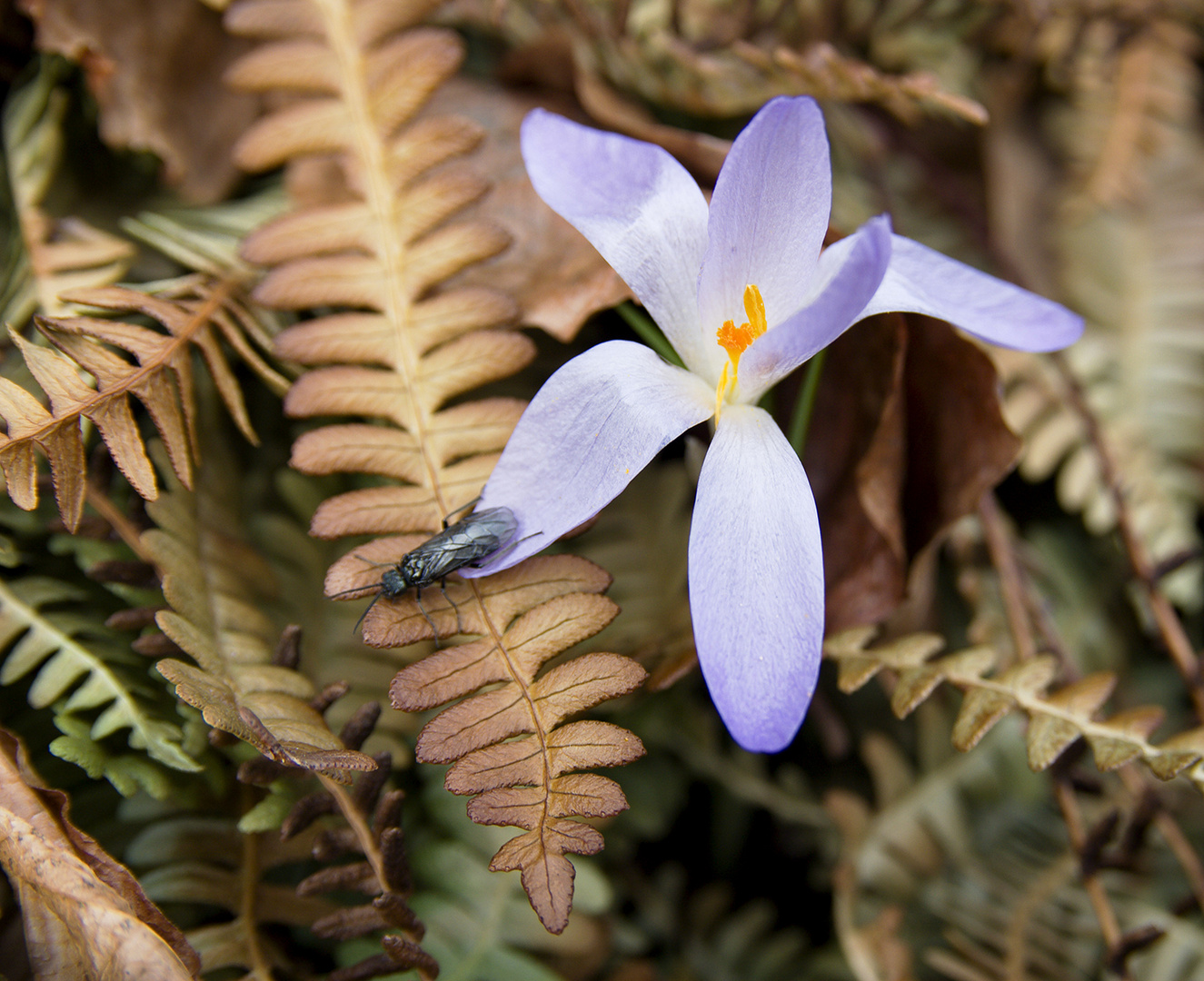 frühling