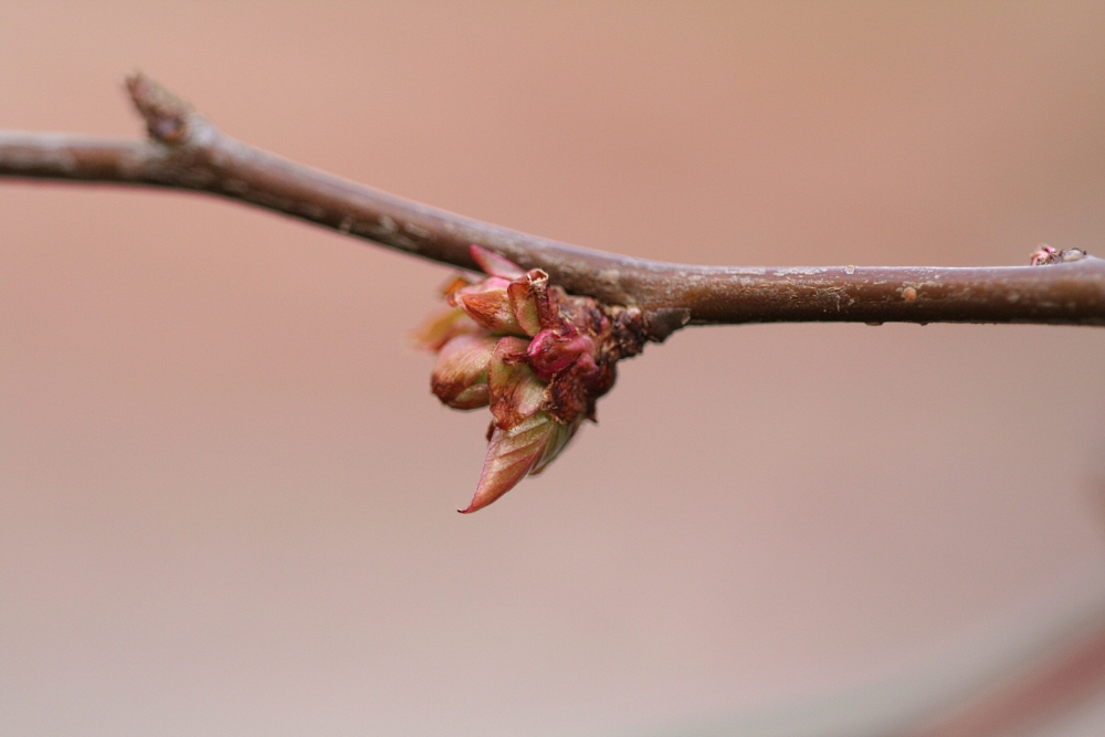 Frühling...