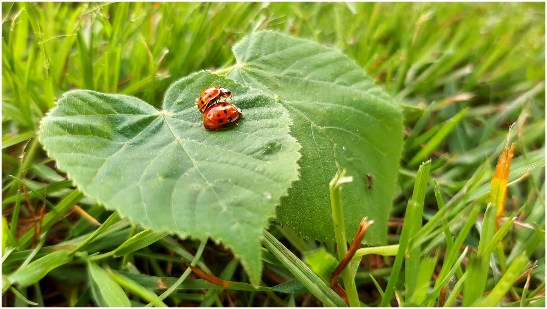 * frühling *