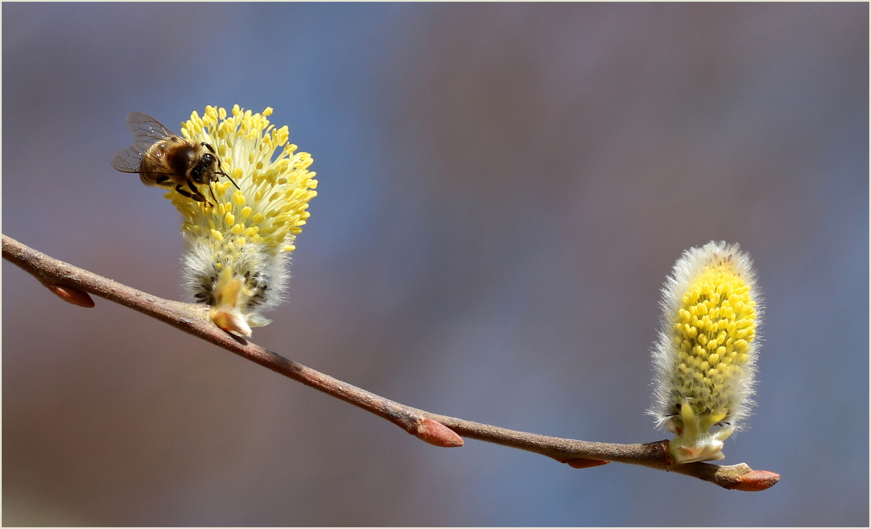 Frühling...