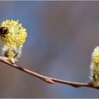 Frühling...