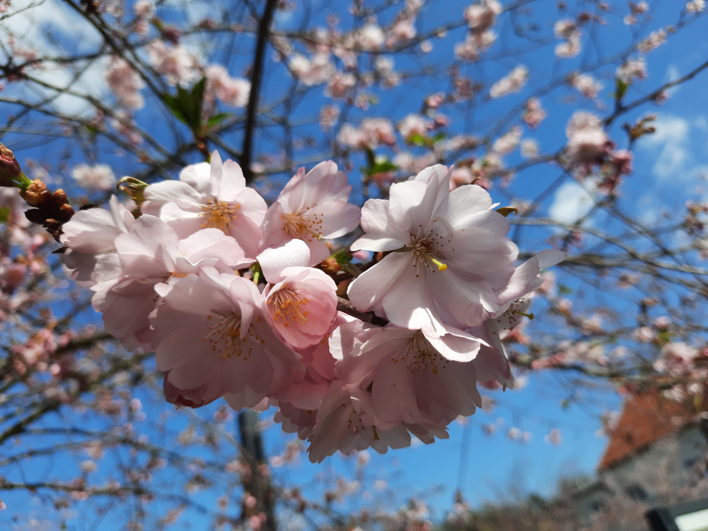 Frühling