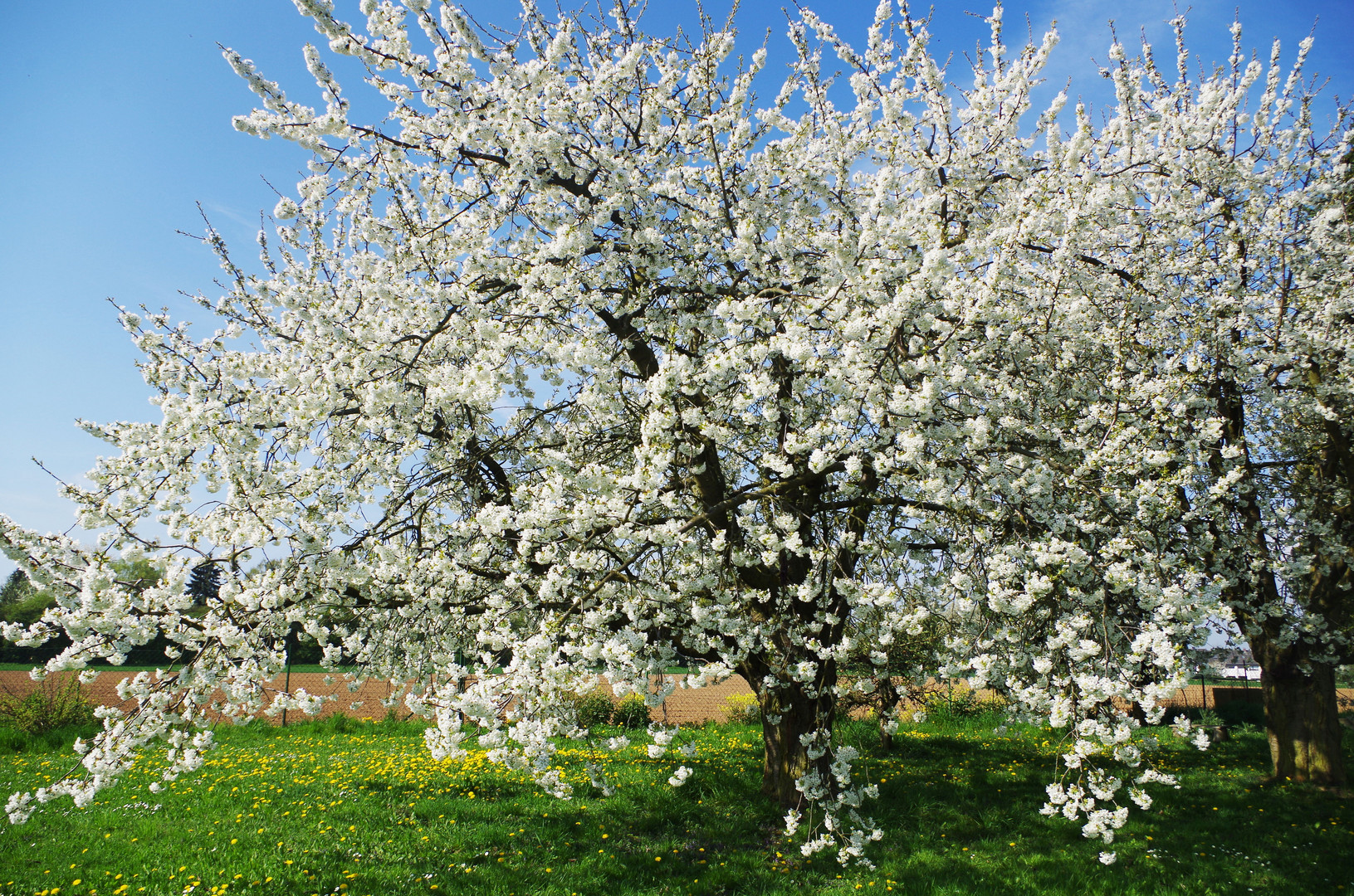 Frühling