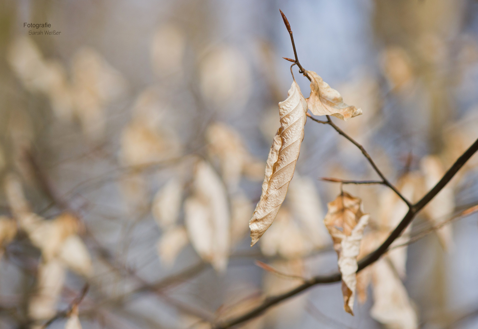 Frühling ...?