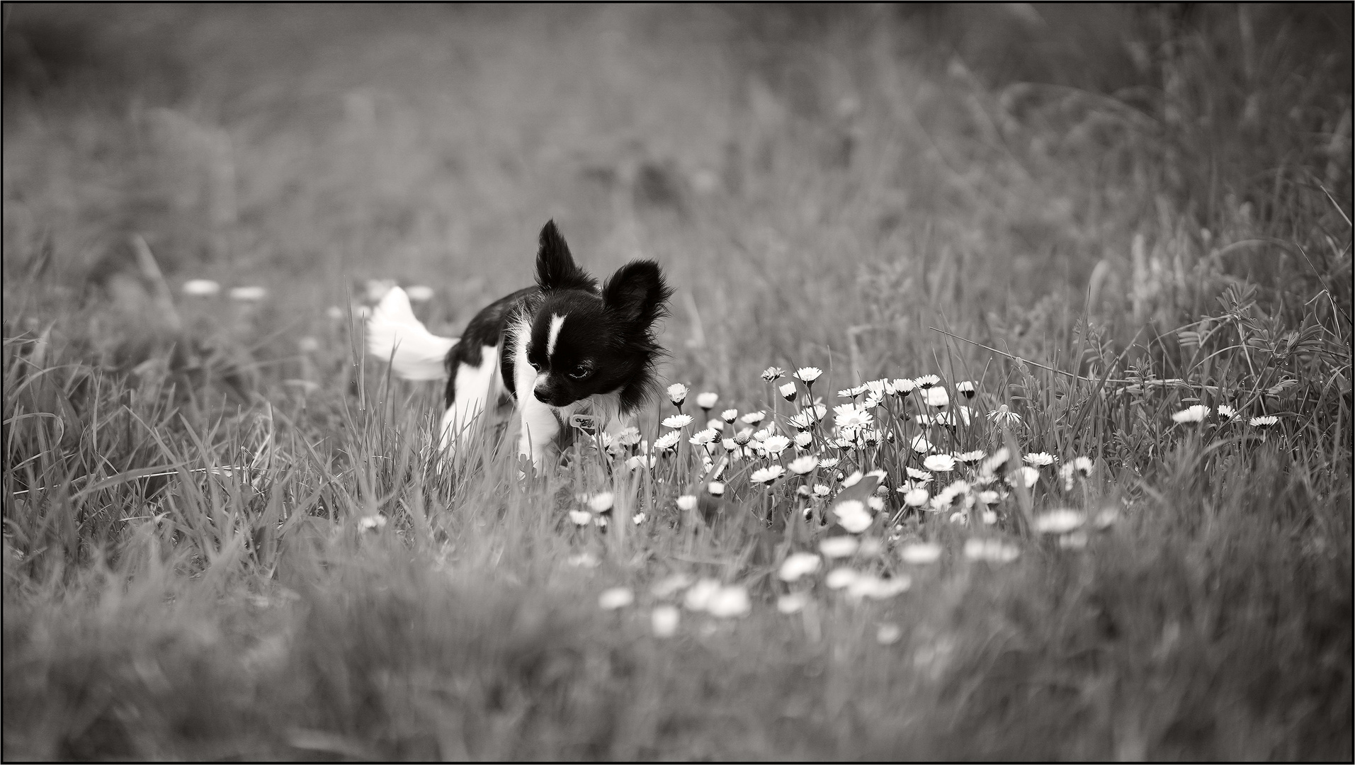 ~ Frühling ~