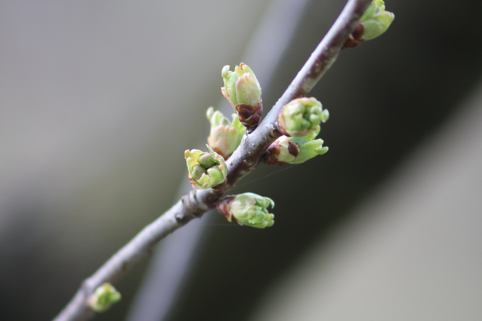 Frühling