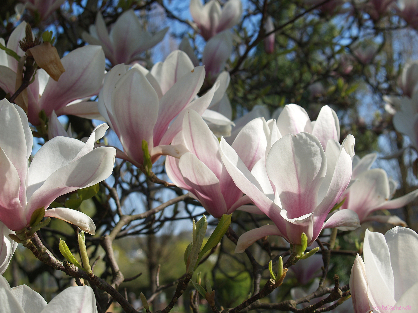 Frühling