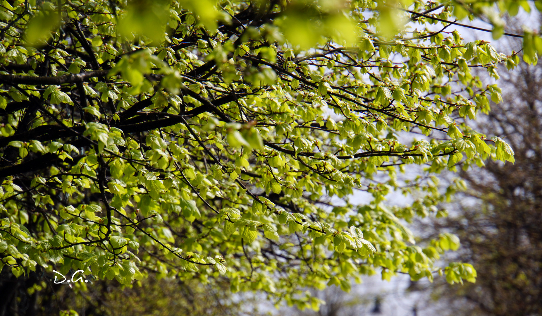 frühling