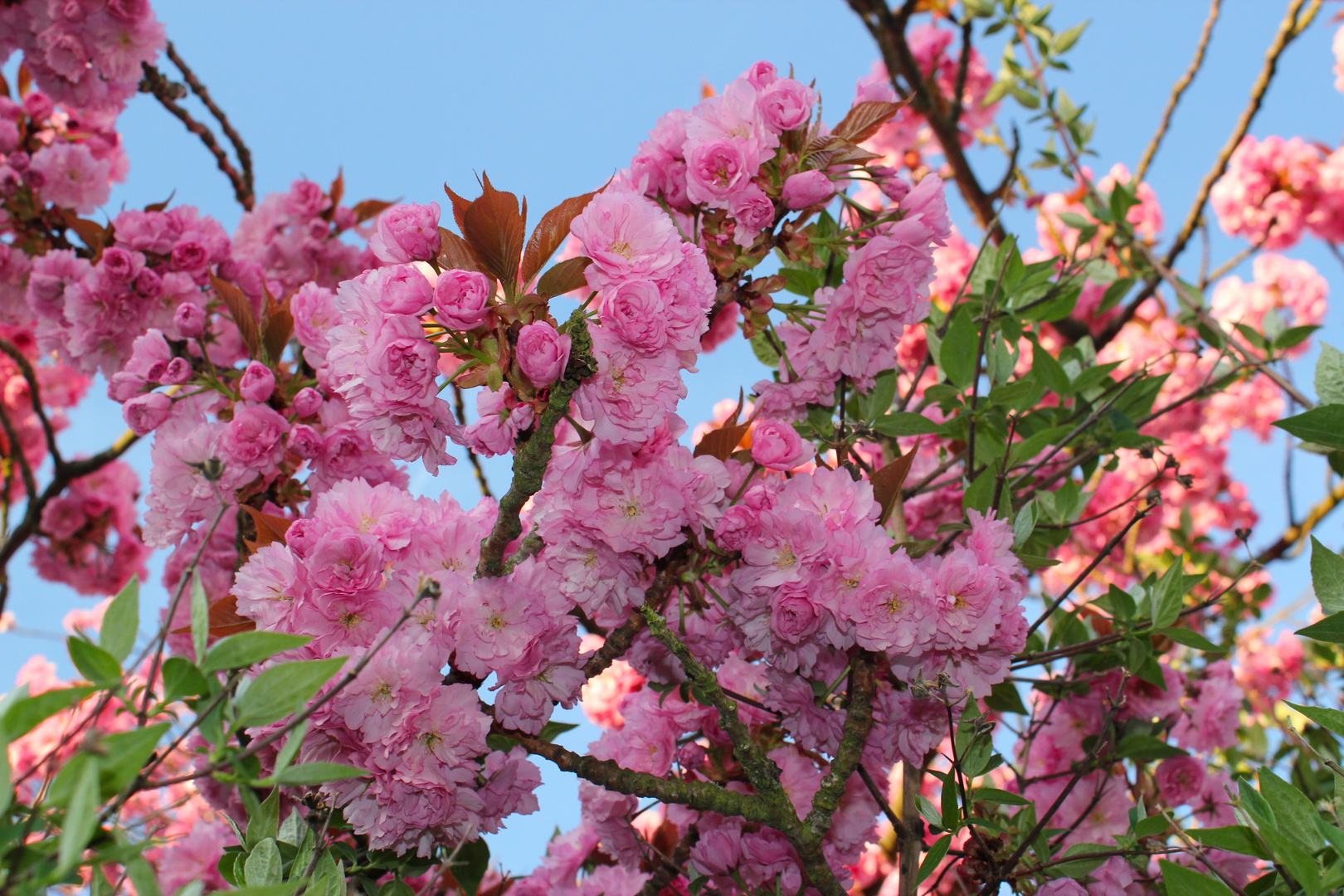 Frühling