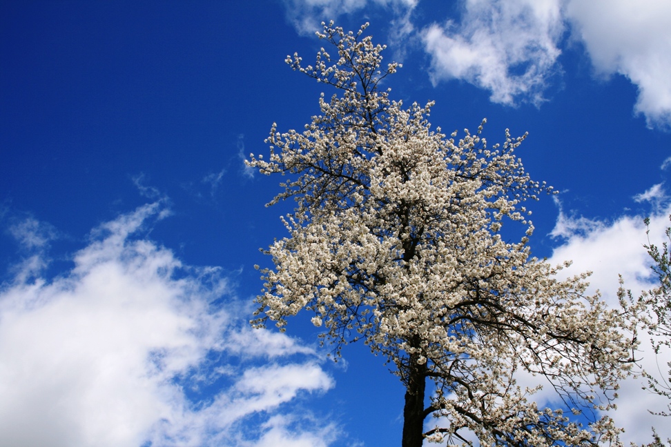 Frühling