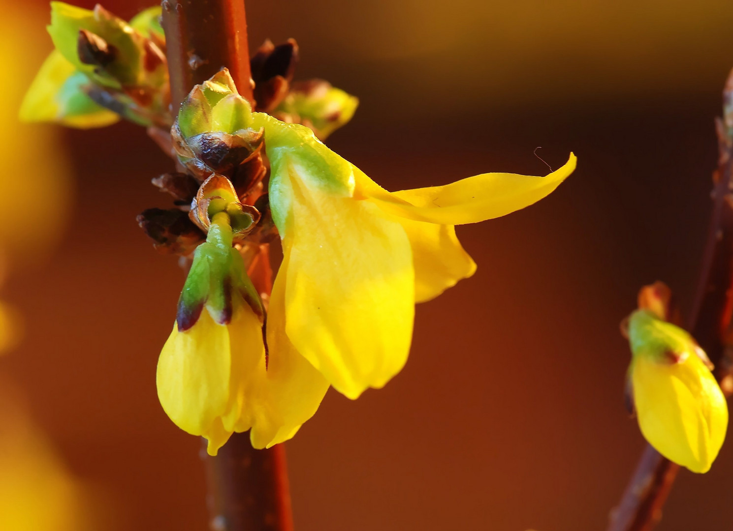 FRÜHLING