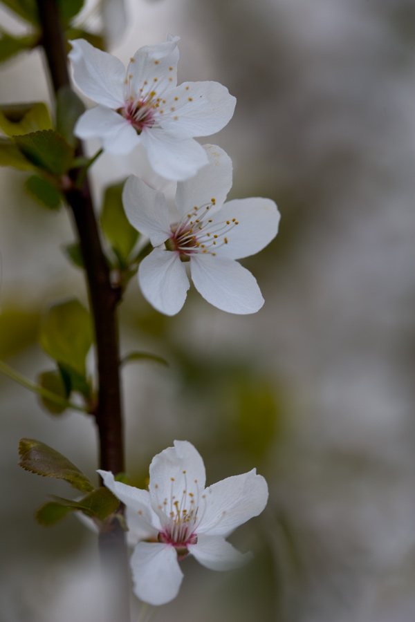 Frühling!