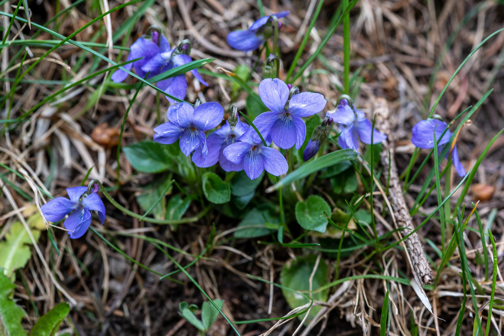 frühling 