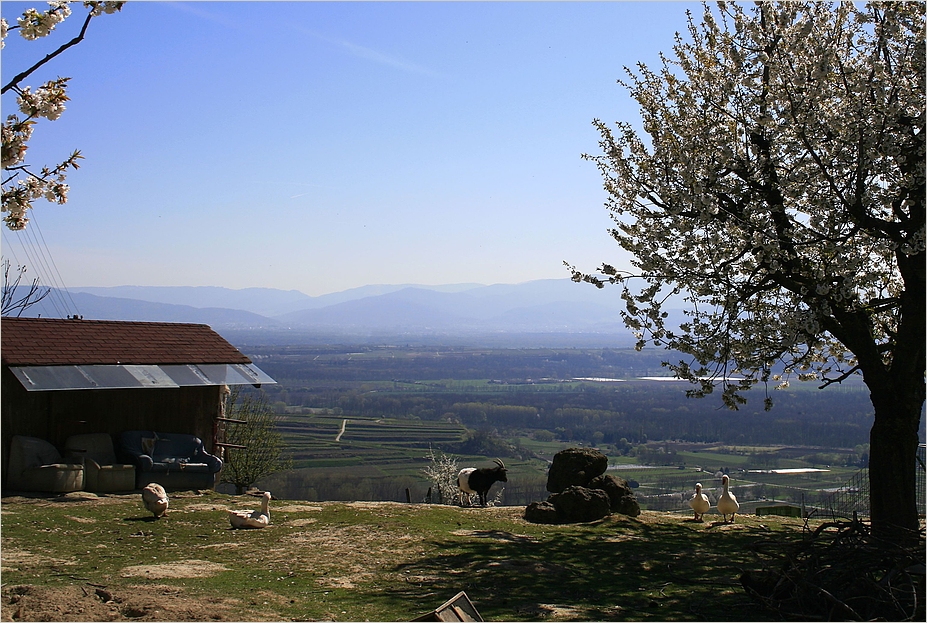 frühling