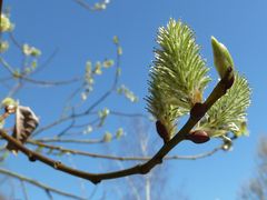 Frühling