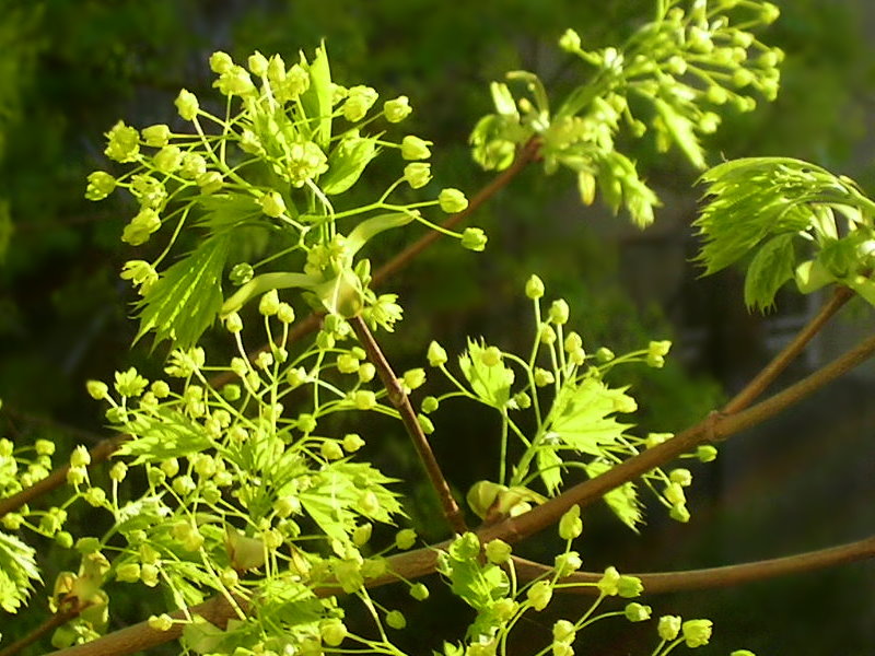 Frühling