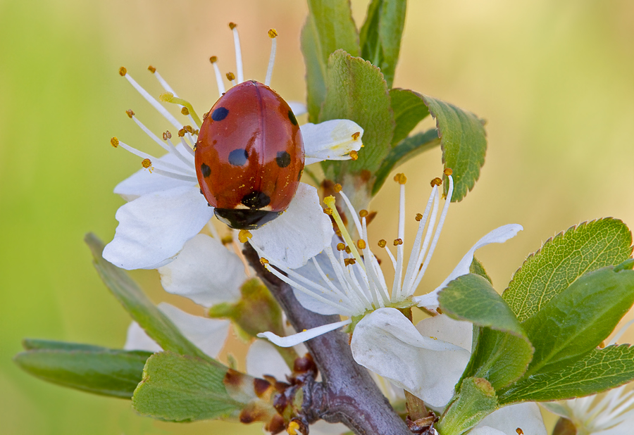 Frühling