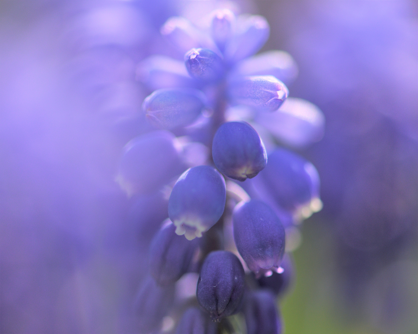 Frühling