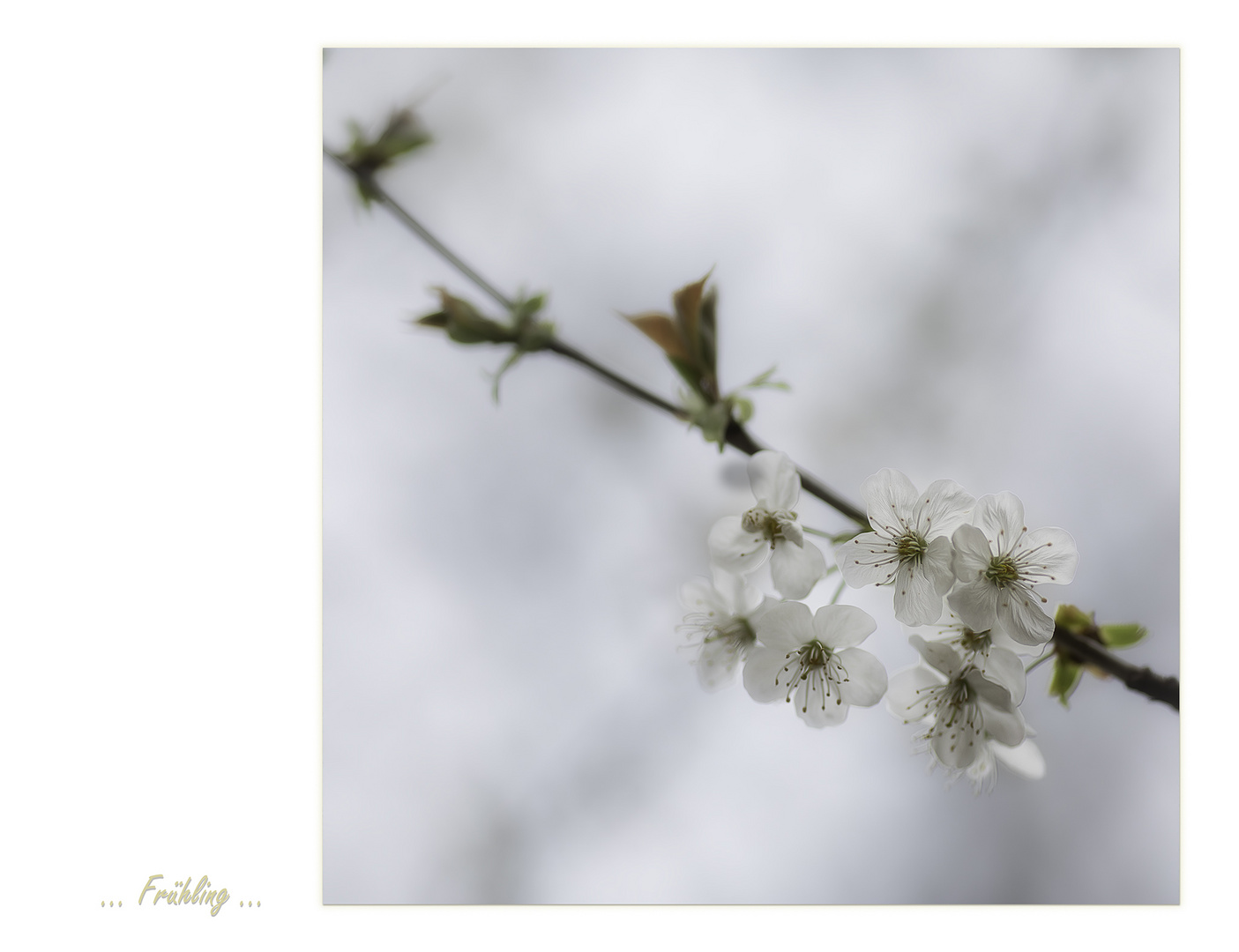 ... Frühling ...