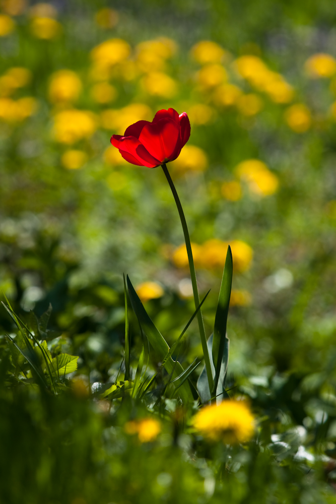 Frühling