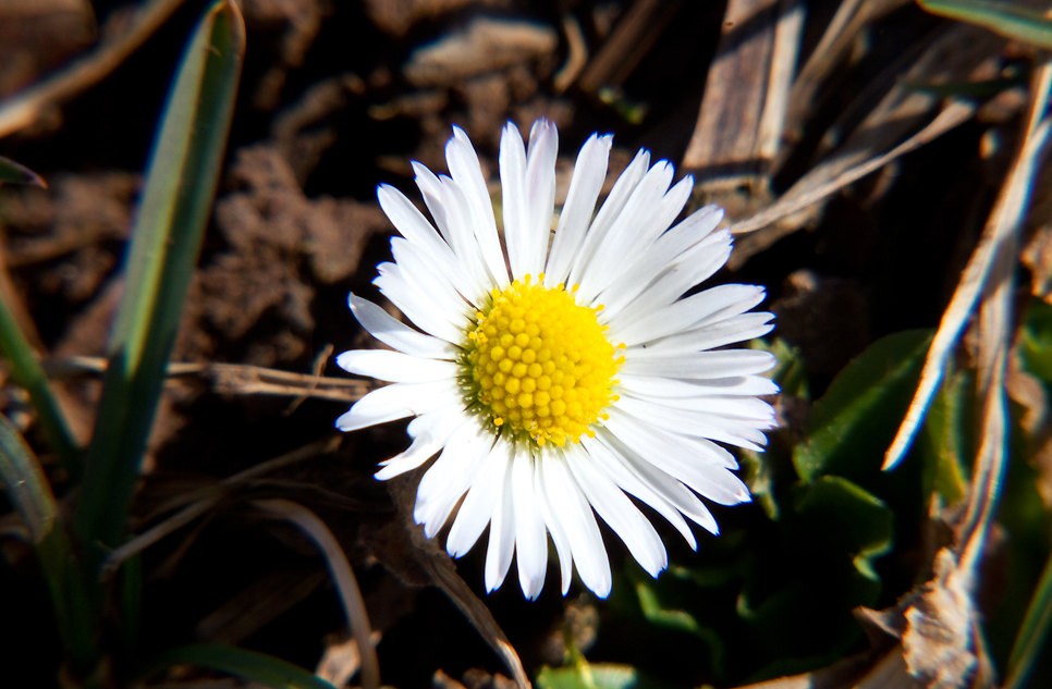 Frühling.