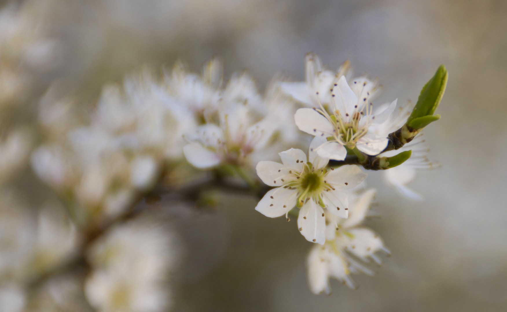 Frühling