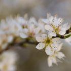 Frühling