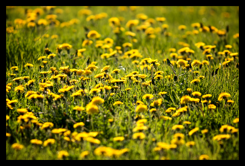 Frühling