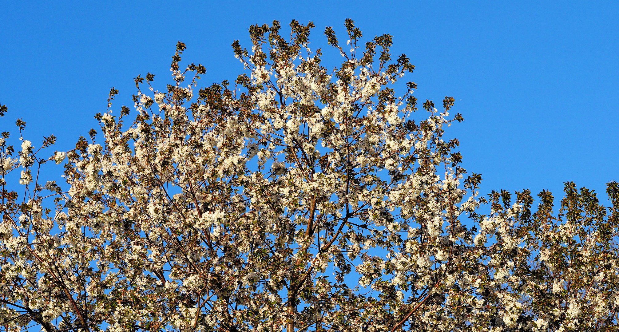 Frühling...