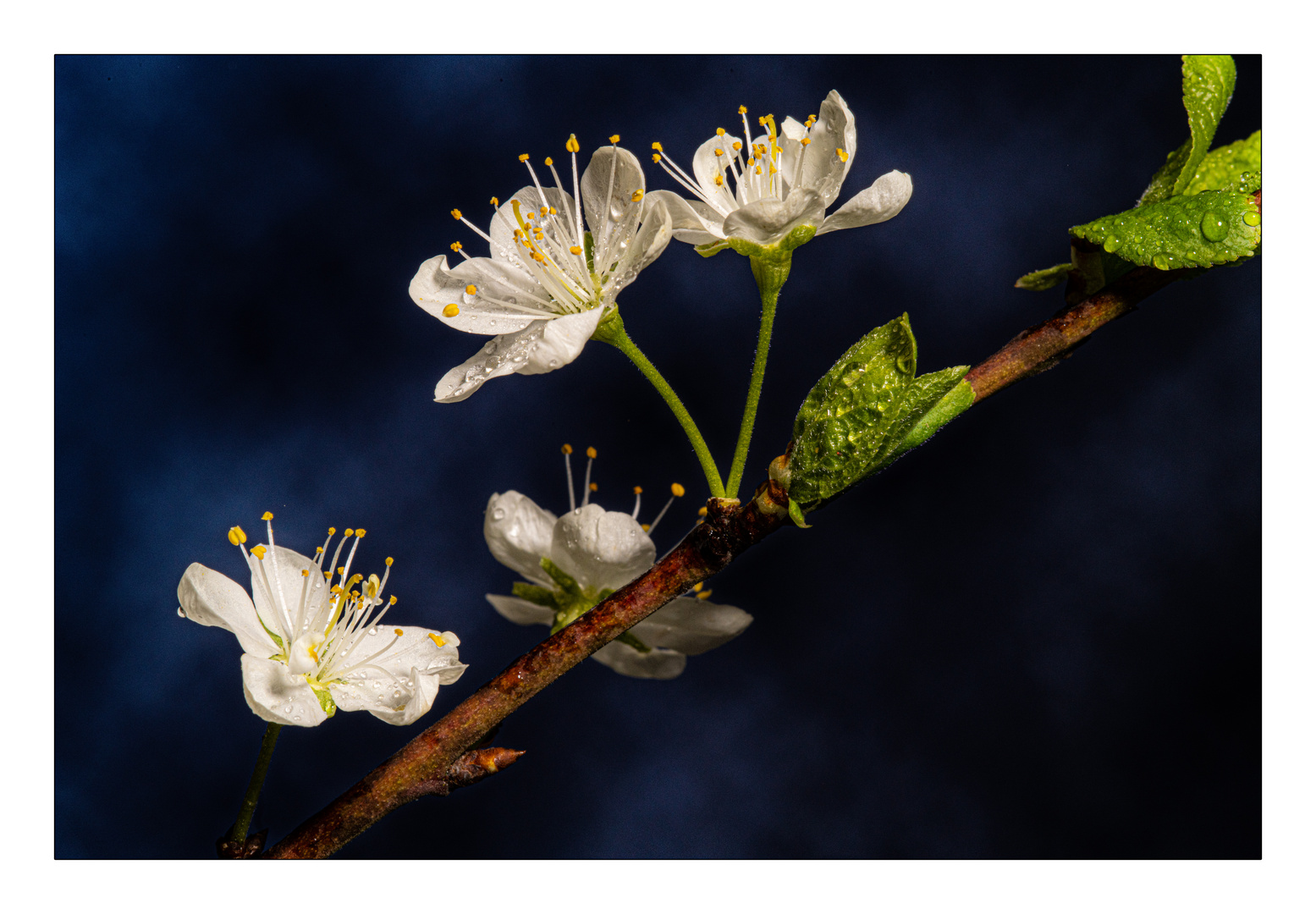 - Frühling -