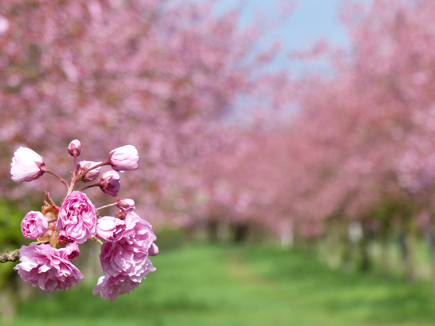 Frühling 