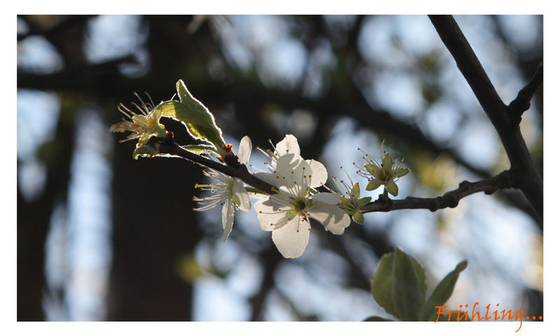 Frühling...