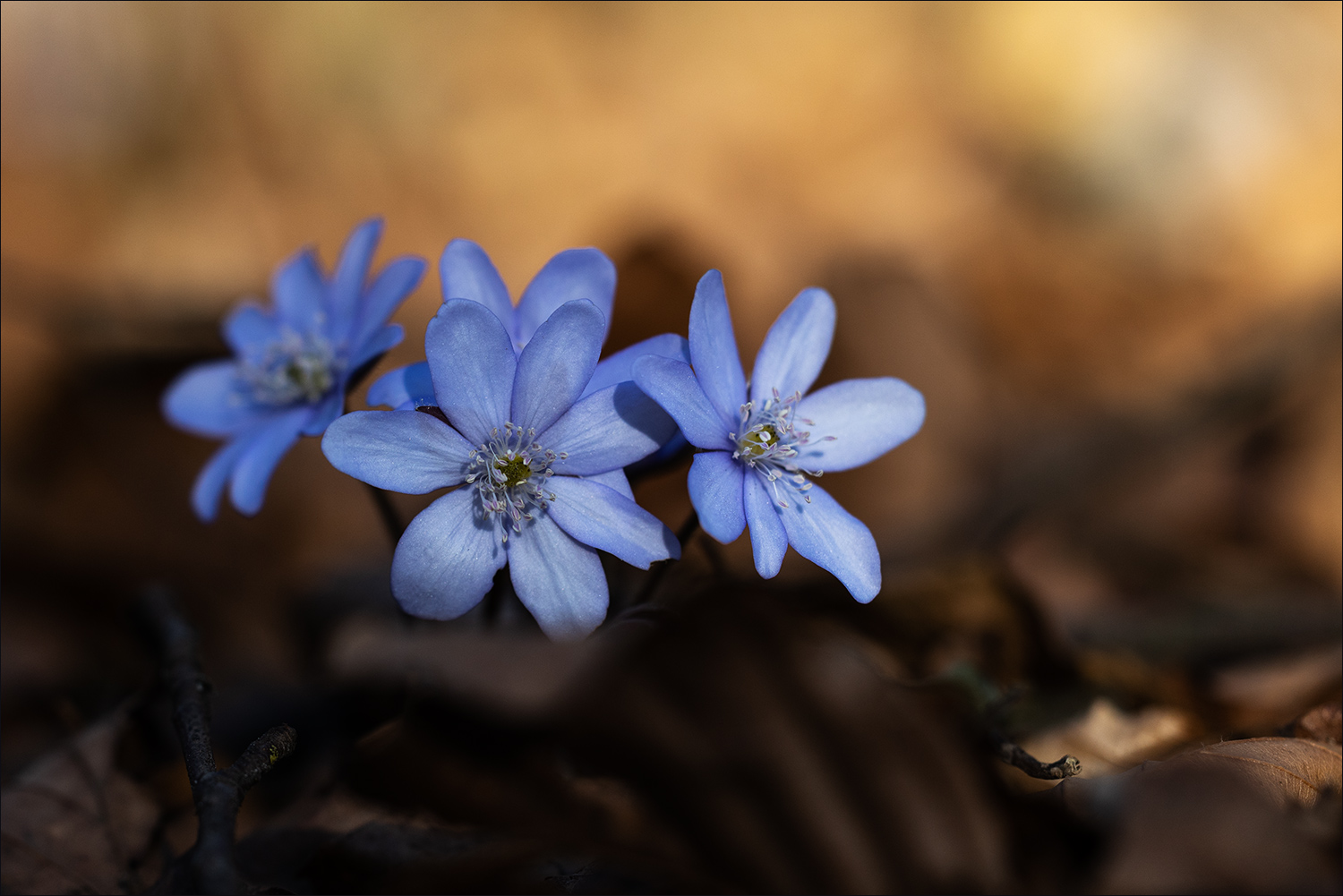 Frühling ...