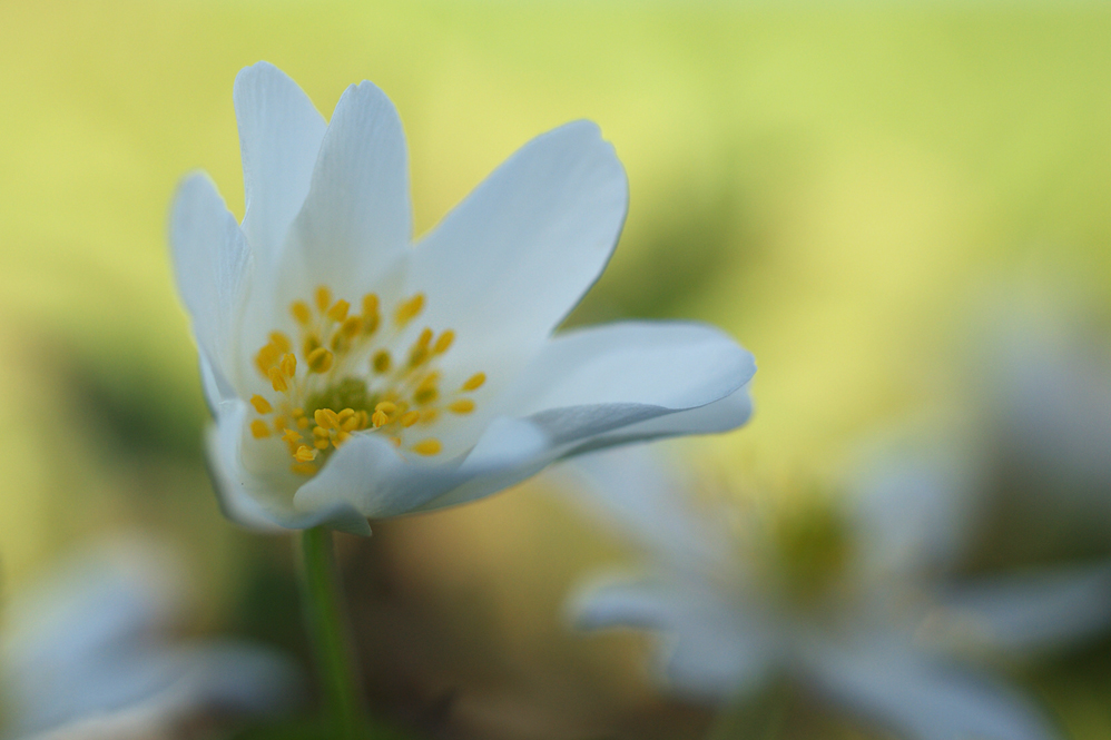 frühling