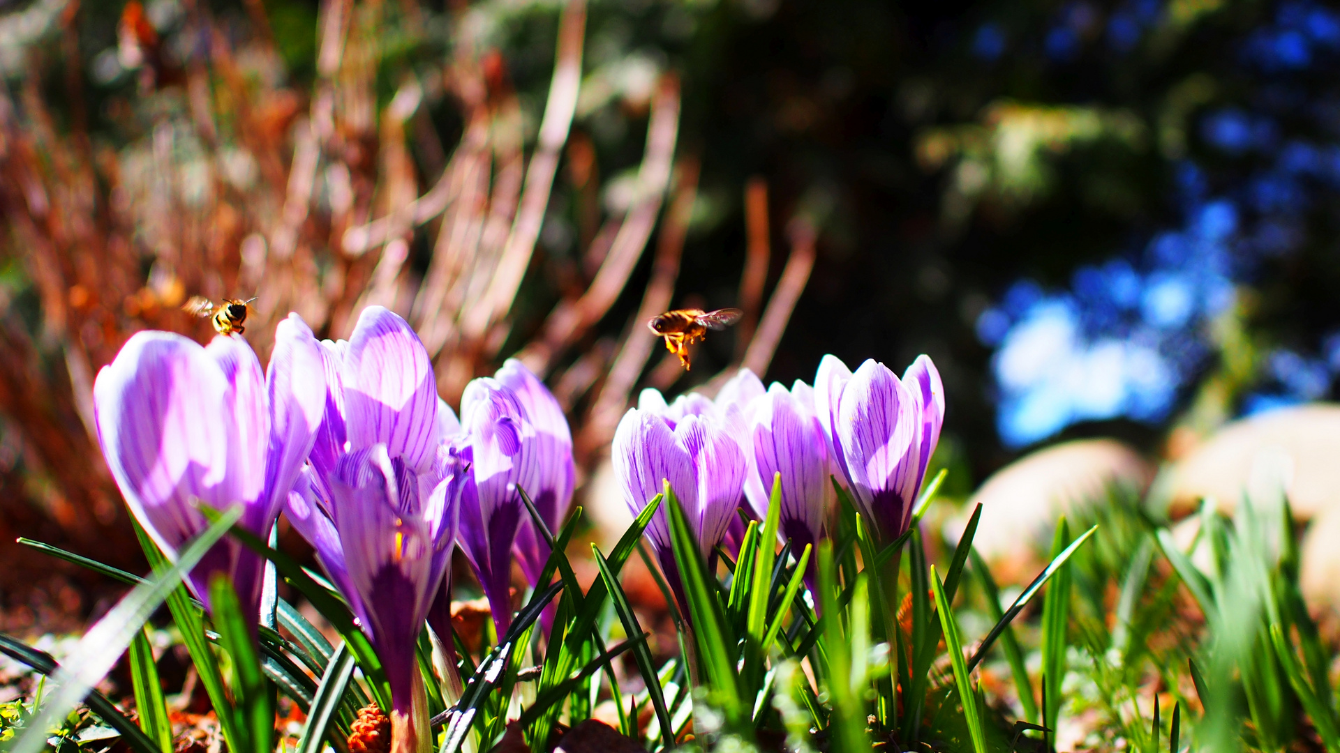 Frühling