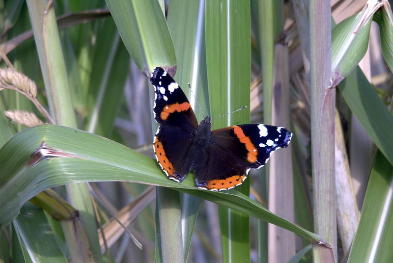 Frühling