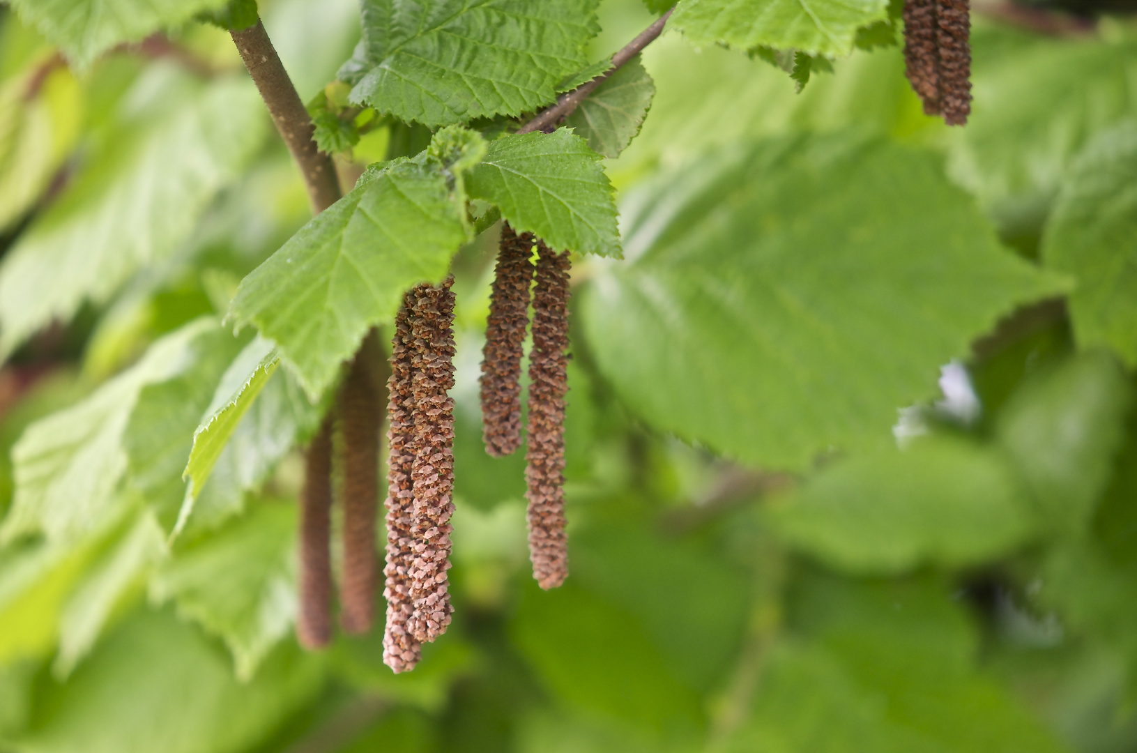 Frühling