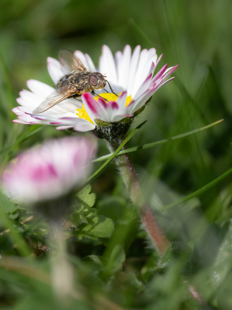 Frühling