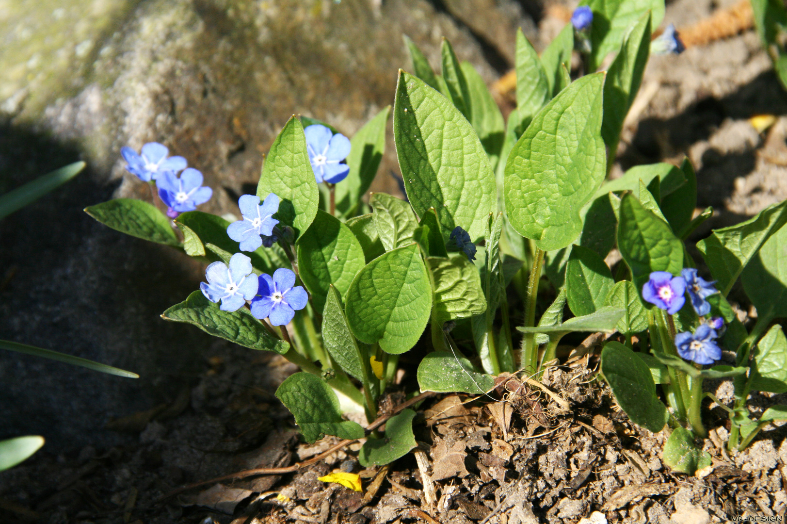 Frühling !