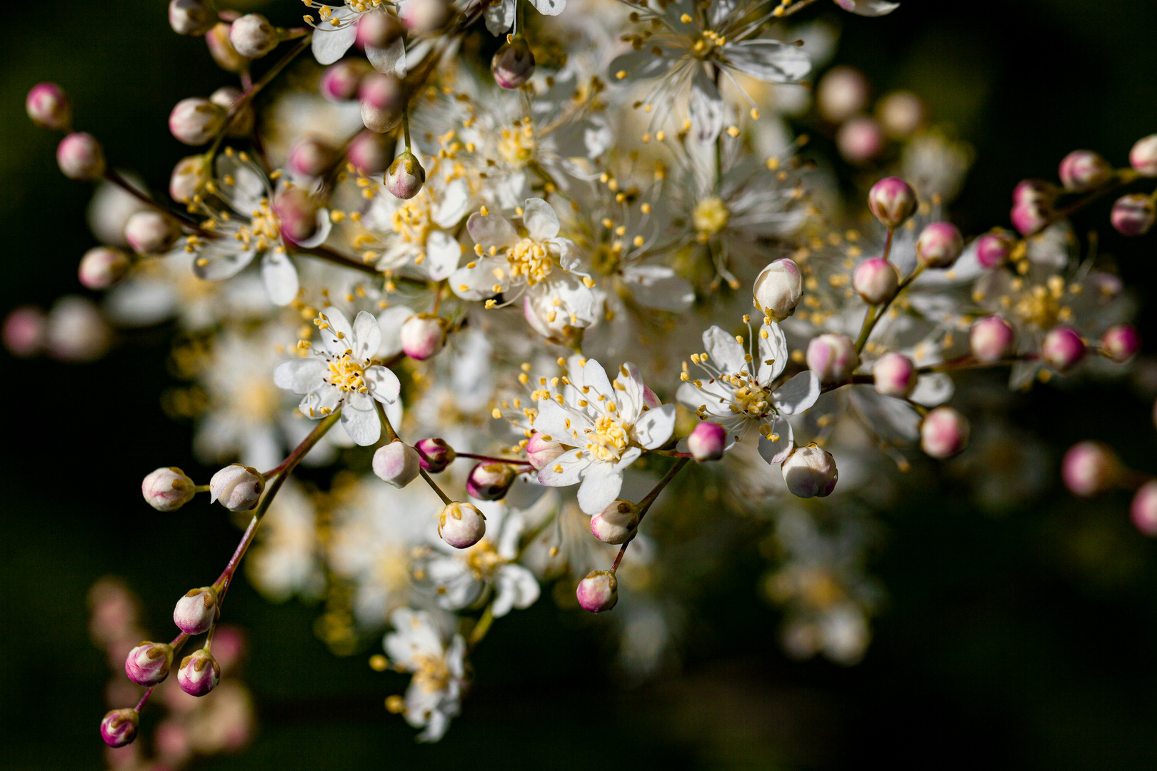 Frühling