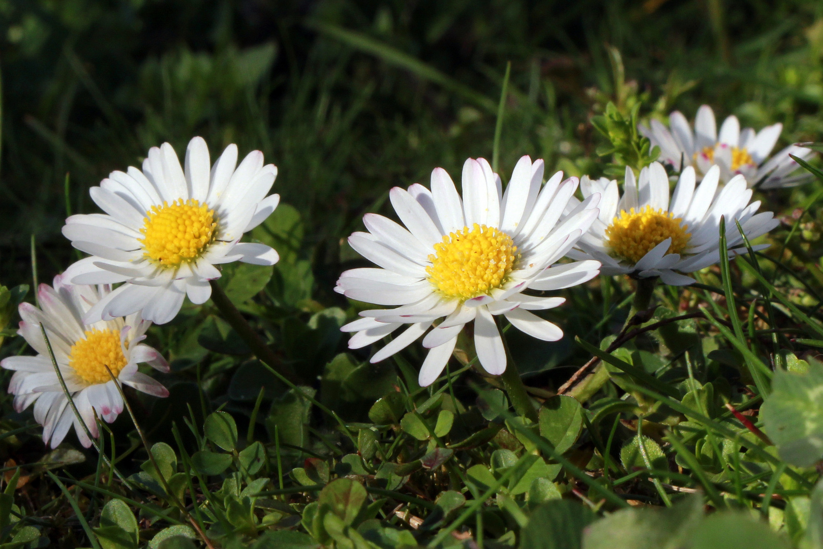 Frühling