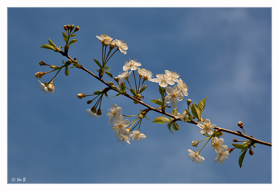 ~ Frühling ~