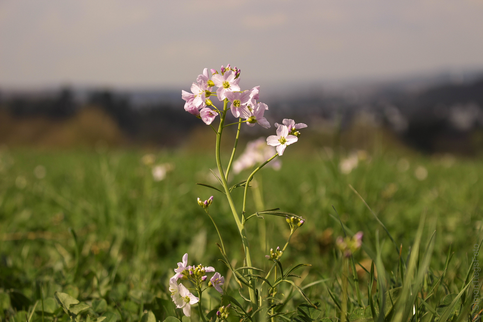 Frühling