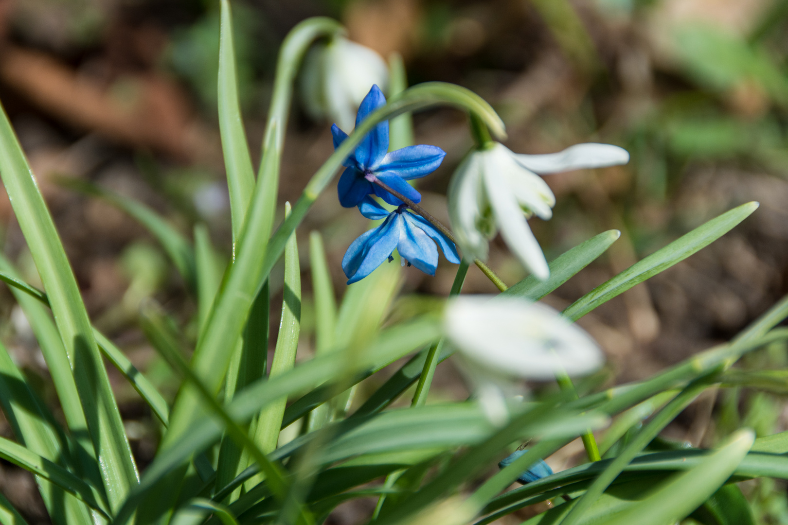 Frühling