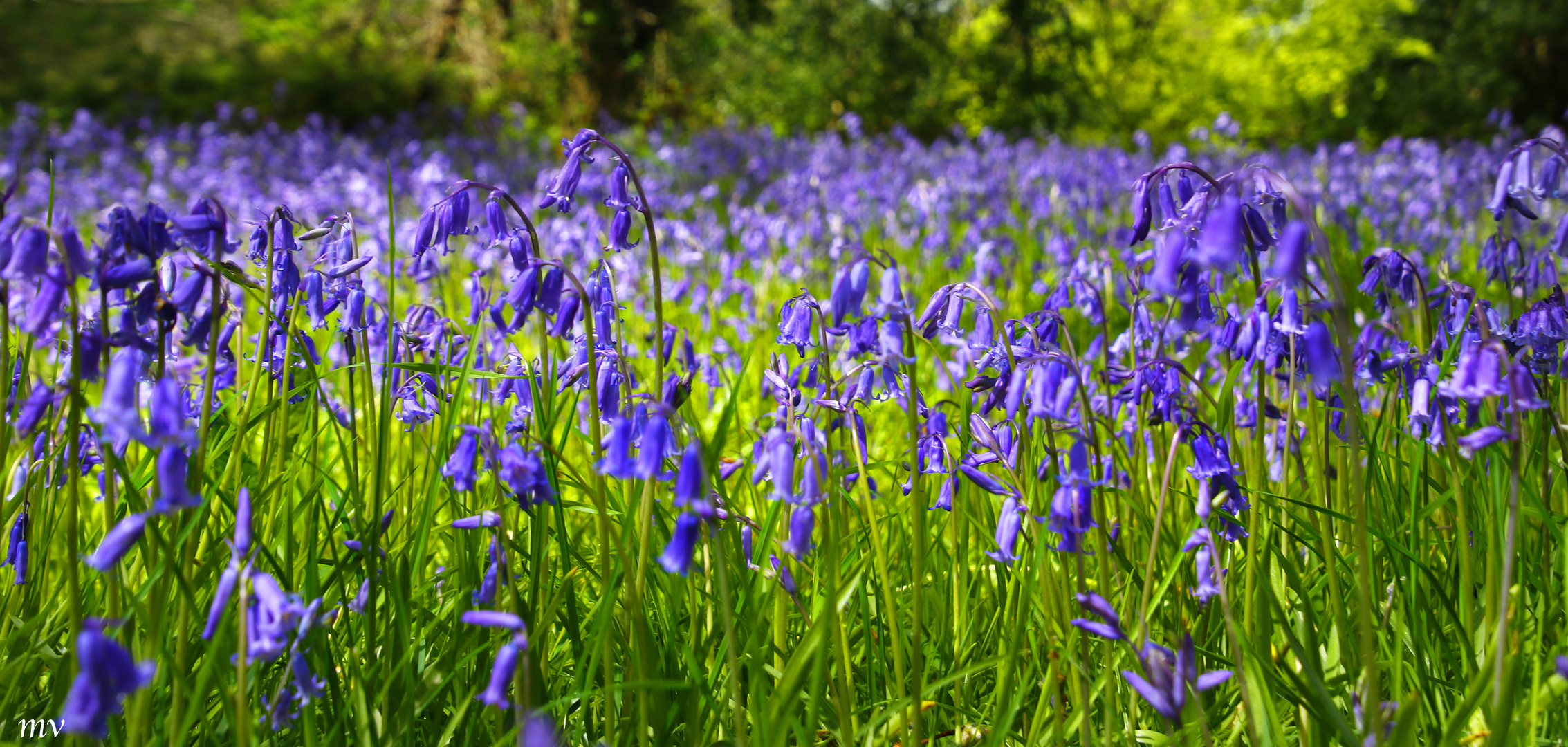 Frühling